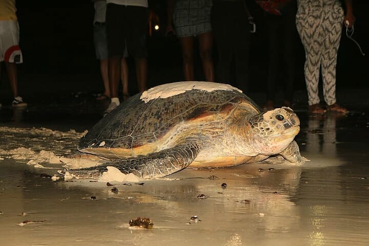 Diani Reef Turtle Watch 5